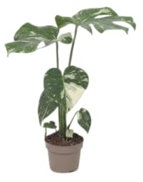DECOALIVE Monstera Deliciosa Variegata Naturaleza Exótica con Hojas Jaspeadas de Gran Belleza