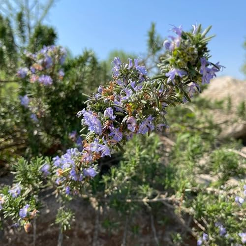 semi di rosmarino resistenti - rosmarino - giardino da interno, strisciante di medicinali, esotiche 60pcs