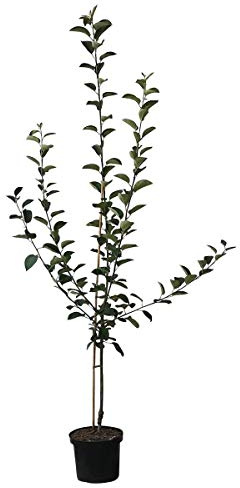 Apfelbaum Cox Orange Winterapfel Tafelapfel Apfel Buschbaum 110-140 cm 9,5 Liter Topf MM111