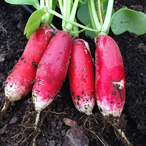 300 China Rose Radish Seeds for Planting Heirloom Non GMO 3.5 Grams Garden Vegetable Bulk Survival Hominy