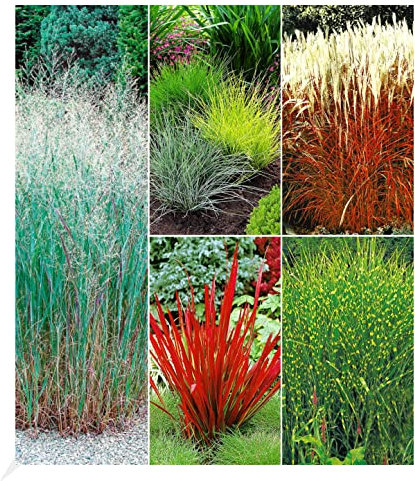 BALDUR Garten Winterhartes Gräserbeet, 9 Pflanzen für 2-3 qm, Ziergras Red Baron, Gräser-Trio, Zebragras, Ziergras Heavy Metal, Ziergras Indian Summer, winterharte Stauden, mehrjährig
