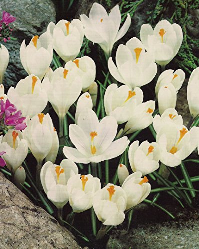 25 Großblumige Krokusse Jeanne d Arc Blumenzwiebeln Crocus
