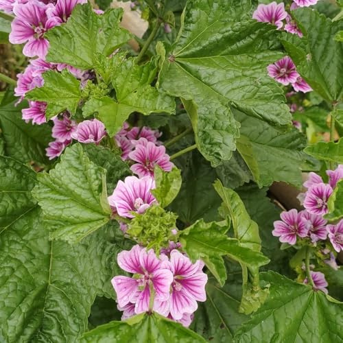 malva, balcone in vaso semi di malva ombra semi di selvatici selvatici esotici resistenti esterno in vaso Arredamento del 100semi