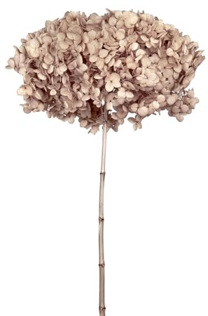 Ortensia Annabelle Pz 1 Essiccata Naturale Decorazioni Composizione Floreale (Nocciola)