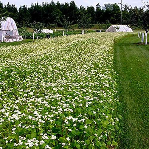 Welldales 100 White Canopy Buckwheat Seeds UK Common Green Manure Ground Cover Flowers