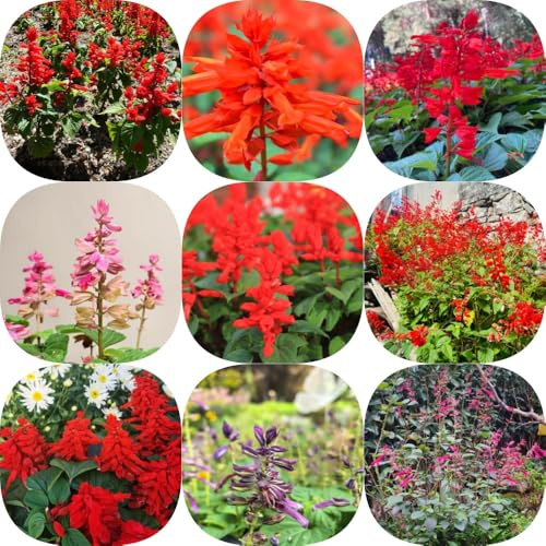 Semi di salvia del fuoco - rialzata biologica copertura del terreno balcone resistenti per giardini rocciosi rari primaverili 650pcs