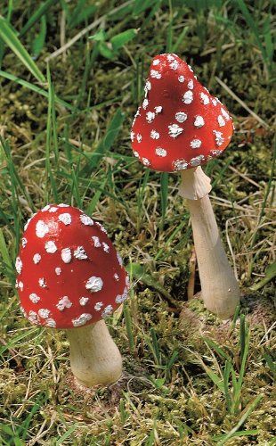 Fliegenpilz Pilz Herbst rot mit weißen Punkte, 2er Set | 1812-1287500