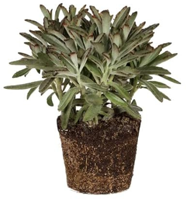 Calanchoe Tomentoso Planta Crasa Interior y Exterior Kalanchoe Tomentosa