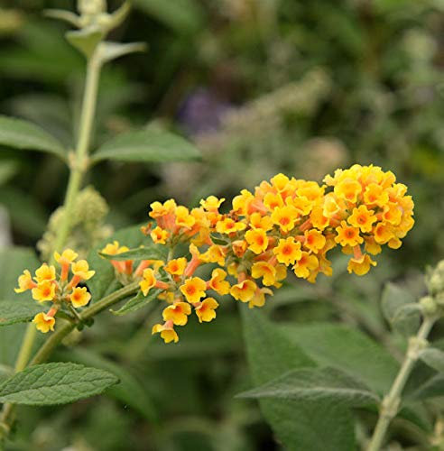 Sommerflieder Sungold 60-80cm - Buddleja weyeriana