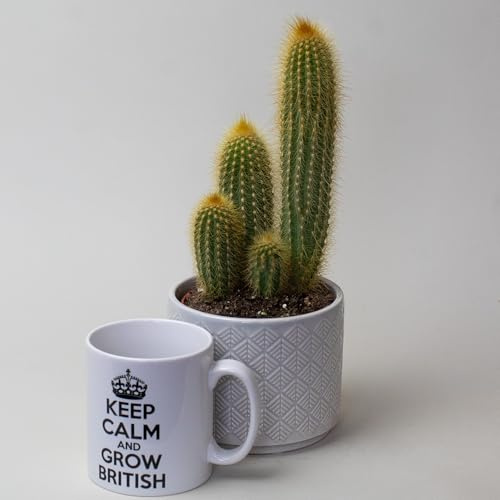 Cactus Plants - Succulent House Plants, Great for Terrarium Indoor Plants, Cactus in 10.5cm Plastic pots, Tropical Plants UK (Astrophytum)
