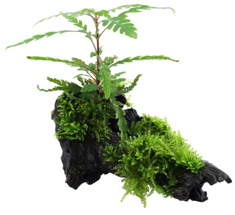 WASSERPFLANZEN WOLFF - Wurzel mit Hygrophila pinnatifida & Christmas Moss | Weihnachts-Moos/Vesicularia montagnei 'Christmas Moss' | Treibholz/Driftwood zur Sofort-Dekoration