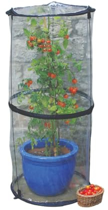 TIERRA GARDEN Haxnicks Cloche010101 - Campana de Tomate emergente para protección contra Las babosas de tizón y Las inclemencias del Tiempo, Transparente, 50 x 50 x 110 cm