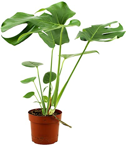 ZynesFlora Monstera Deliciosa Fensterblatt im 17 cm Pflanztopf - Höhe: 70-75cm - Lochpflanze