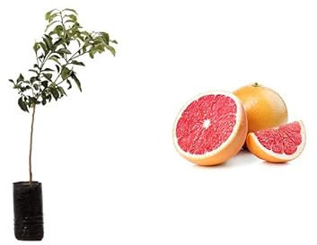 pompelmo rosa albero di agrumi di Sicilia 160 cm