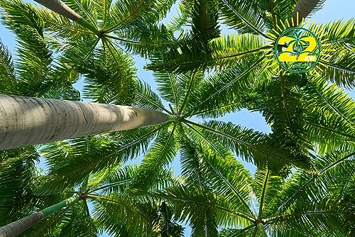 Palmendünger, Freilandpalmendünger, geeignet für frostgeschädigte Palmen! 22KW-natur 3KG