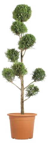 Kentis - Leyland Cypress Pompon - Cupressocyparis Leylandii - Perennial Outdoor Plants - Garden/Balcony - H 140/160 cm Ø 30 cm