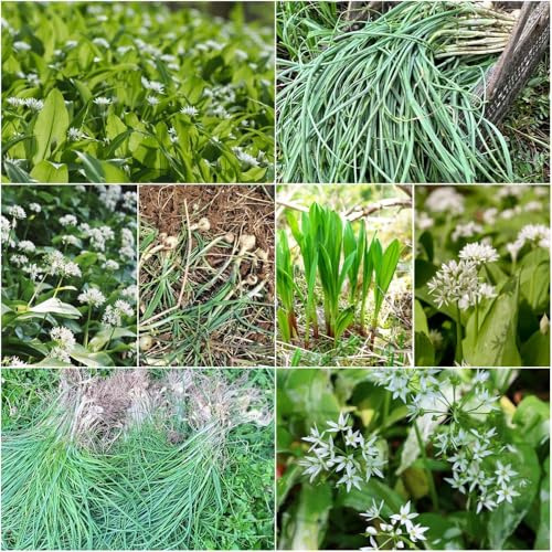 Comprar de ajo silvestre - semillas exóticas resistentes semillas de jardín camas elevadas para jardín verdes ajo silvestre para 350pcs