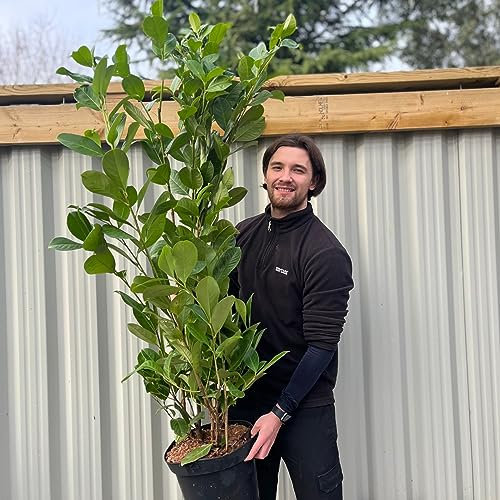 1 x 5ft Cherry Laurel Hedging Plant | Established Large Healthy Cherry Laurels | 130-150cm