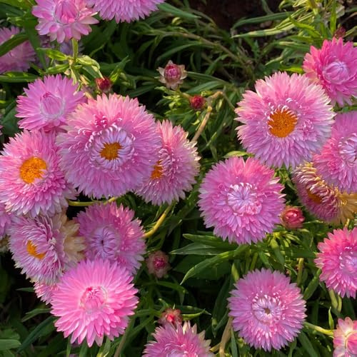 Semi di paglia perenni, perenni resistenti Xerochrysum bracteatum, perenne resistente Le da giardino 100pcs