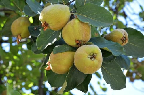 1 Quittenbaum Portugisiesche Birnenquitte 120-150cm im Topf Obstbaum Quitte Cydonia oblonga, besonders aromatisch & saftig – hoher Ertrag – traditionelle Sorte & ideal für Garten & Kübel
