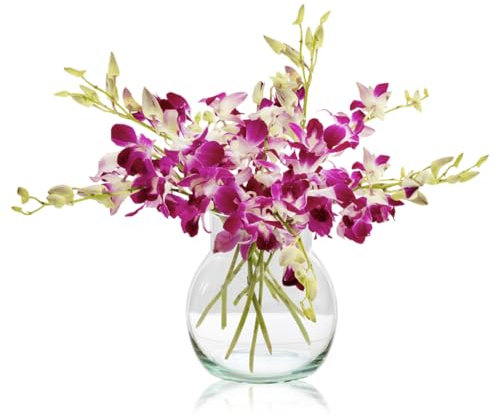 Sendabunch Fresh Singapore Dendrobium Orchids Bouquet - 15 Beautiful Stems for a Touch of Eastern Charm - 14-Day Freshness Assurance - Includes a Free Box of Belgian Chocolates