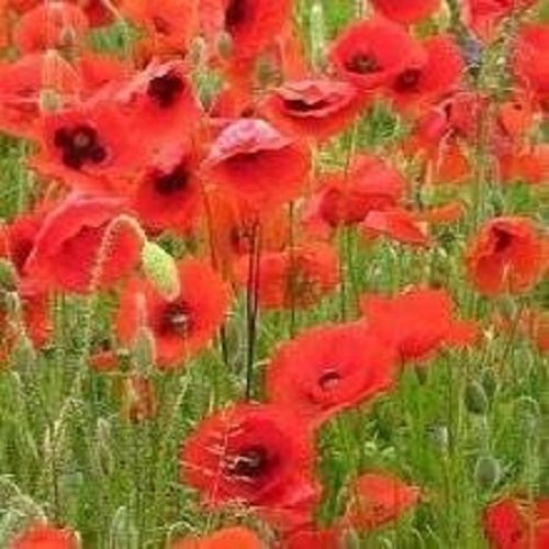 200,000 Seeds 20g Papaver rhoeas Red Common Field Poppy Meadow Wild Flower Seed Seeds Bulk Wholesale