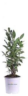 eGarde.store pianta vera di Alloro Pianta o Laurus Nobilis (Vaso 14 cm)