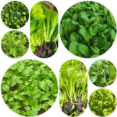 Las semillas de Pak Choi son resistentes al invierno, interior, jardín, balcón hojas mostaza china cobertura del suelo, 1000pcs