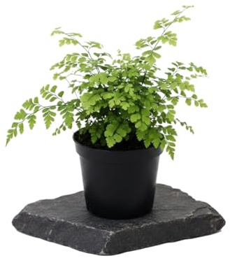 Culantrillo de Pozo Adiantum Raddianum Fragrans DECOALIVE Planta Natural para Estancias con Luz Maceta 12 cm 25 cm
