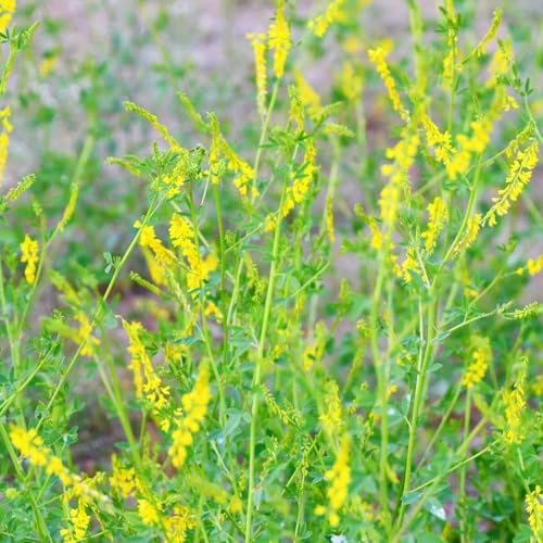 Steinklee gartenkräuter kräutersamen sommerblumen blumensamen indoor garden gartenpflanzen kräuterbeet zimmerpflanzen balkon exotische stauden 300samen
