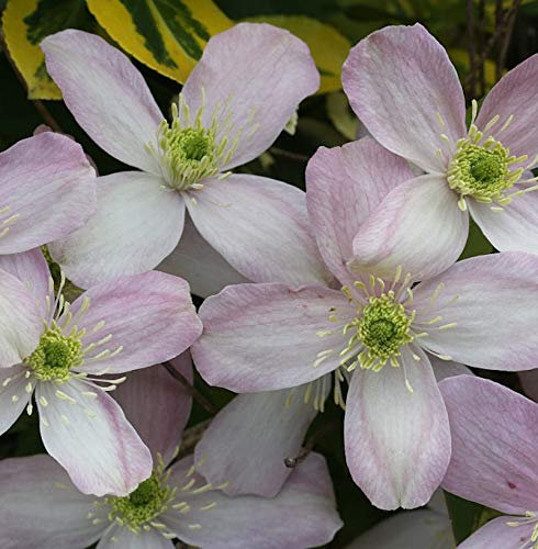 Berg Waldrebe Rubens 40-60cm - Clematis montana - lebende Gartenpflanze aus den Baumschulen