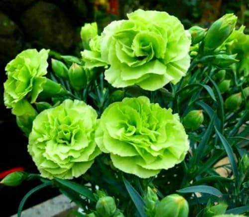100 Bright Green Carnation Seeds Dianthus Flowers Seed Flower Perennial