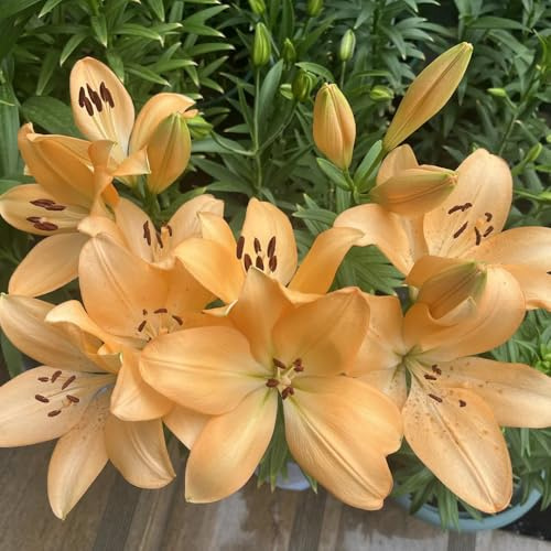bulbi di gigli resistenti - giardino balcone primaverili invernali 3pcs