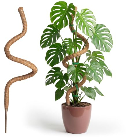 Wigearss Tuteur Plante Grimpante en Coco sur Piquet 150 cm, Support de Croissance de Plantes Grimpantes, Poteau Pliable en Coco de 7mm de Largeur pour Jardin et Plantes Monstera