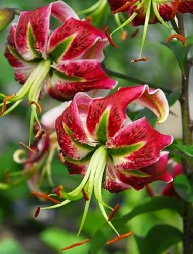 Rizomi di Giglio Perenni; Resistenza Aromatica e Profumati per Giardino, Facile da piantare e mantenere-4 Rizomi-f