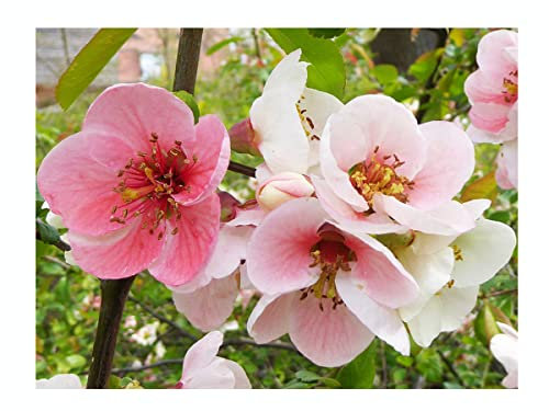 Chinese Flowering Quince, Chaenomeles cathayensis, Vibrant deciduous Shrub, Rarely Offered, Great for UK Climate, 20-30cm Tall Starter Plant in a 7cm Pot