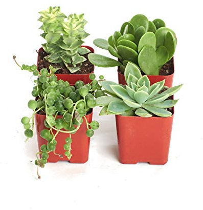 Pack de 4 Plantas Crasas Variadas Suculentas Decorativas 5cm Maceta