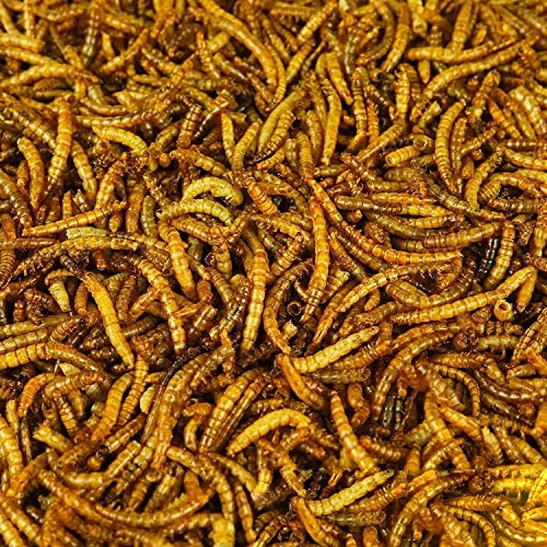 BusyBeaks Vermi Essiccati - Trattamento Alimentare Di Alta Qualità Per Uccelli Selvatici Da Giardino. (15KG)