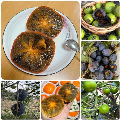 Semi di diospyros digyna - cachi neri - kaki rare, interno budino al cioccolato con sapote nero, cachi resistente da balcone 5pcs