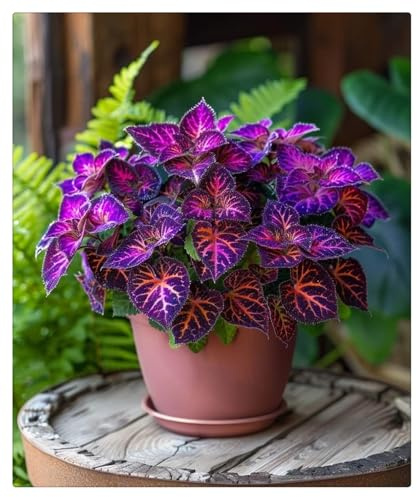 Exótica, Curiosos, Exclusivos, Vivaces, Rizomas de Hosta -Serenos - Cuidado Sencillo y Gran Adaptabilidad-4 Rizomas-B