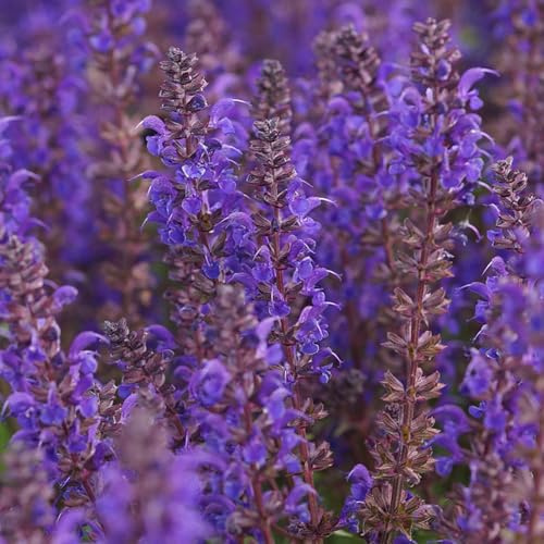Blumixx Stauden Salvia nemorosa 'Viola Klose' – Dunkelviolett blühender Steppen-Salbei, winterhart & bienenfreundlich, im 0,5L Topf, pflegeleicht & mehrjährig für sonnige Beete