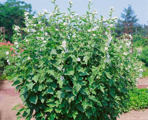 Althaea officinalis 9x9 cm Topf – Winterhart, Mehrjährig, Pflegeleicht – Echter Eibisch – Heilpflanze für Kräutergarten & Beet