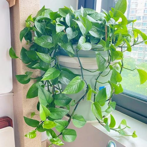 semi di pothos -, esotiche balcone d'appartamento esotiche serre balcone rampicanti all'aperto decorazioni giardino per esterni rare 150pcs