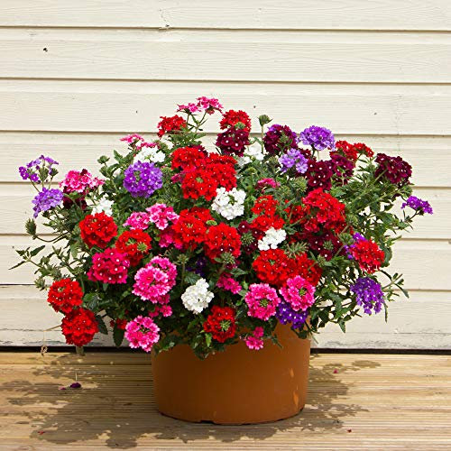 ‘Samira’ Verbena Trailing Collection Pack of 12 Trailing Verbena Jumbo Plug Plants