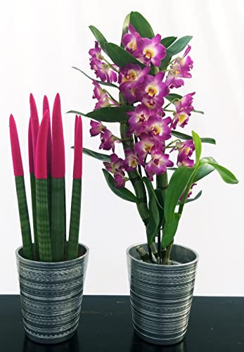 POWERS TO FLOWERS - SANSEVERIA CILINDRICA COLOR LIFE ROSA e DENDROBIUM NOBILE VIOLA, ALTEZZA 40CM, IN VASO CERAMICA ARGENTATO, piante vere