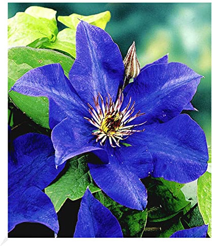BALDUR Garten Blaue Clematis 'The President' Waldrebe winterhart, 1 Pflanze, Klematis mehrjährige blühende Kletterpflanzen, bienenfreundlich und schmetterlingsfreundlich, blühend, Clematis Hybride