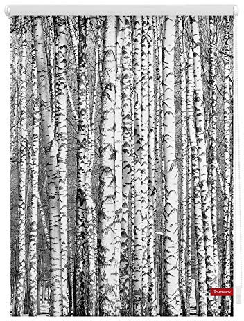 Lichtblick Klemmfix Tageslicht-Rollo mit Motiv, ohne Bohren, Blickdicht, Seitenzugrollo, Made in Germany, Birken - Schwarz-Weiß 70 x 150 cm (B x L)