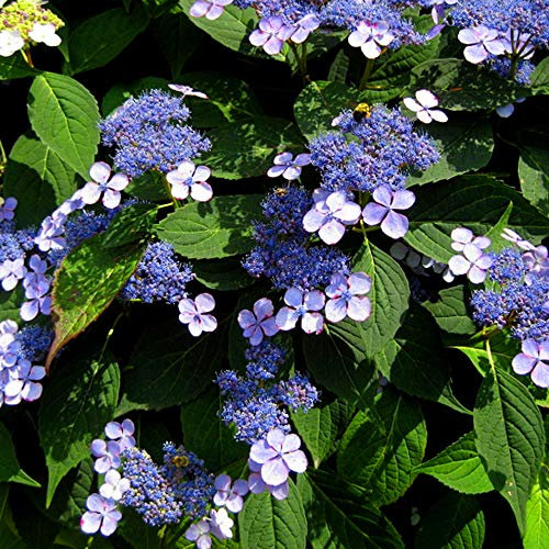 1 X Hydrangea SERRATA 'Blue Bird' DECIDUOUS Shrub Hardy Plant in Pot