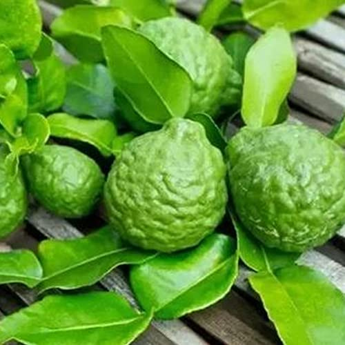 Haloppe 50 piezas de semillas de cítricos para plantar en el jardín del hogar, semillas de cítricos, semillas naturales fragantes para el patio Verde