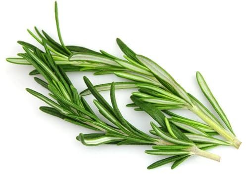 Semillas de Romero | DECOALIVE | Semillas Huerto Urbano | Semillas Plantas Aromáticas